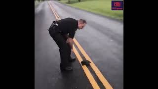 A Quick Turtle That Escapes Police Chase!