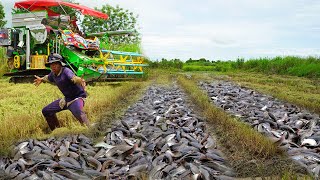 Best Catching &amp; Catfish Under Scrap Rice - Really Fisherman Catching A lot Fish By Hands
