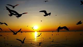 🌅 Ocean Sunset Relaxation | Peaceful Waves & Seagull Sounds