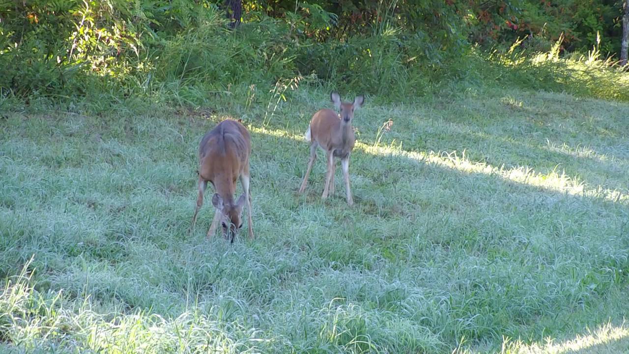 Deer Motorola Zoom Mod Moto Z