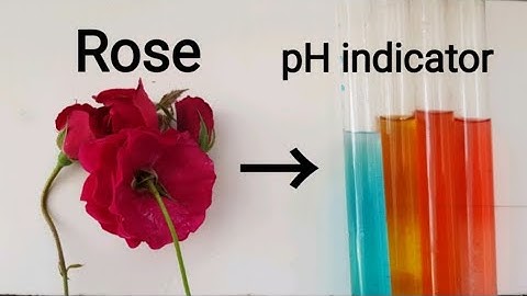Preparation Of pH Indicator From Rose Petals | Very Easy | Cheap Method.