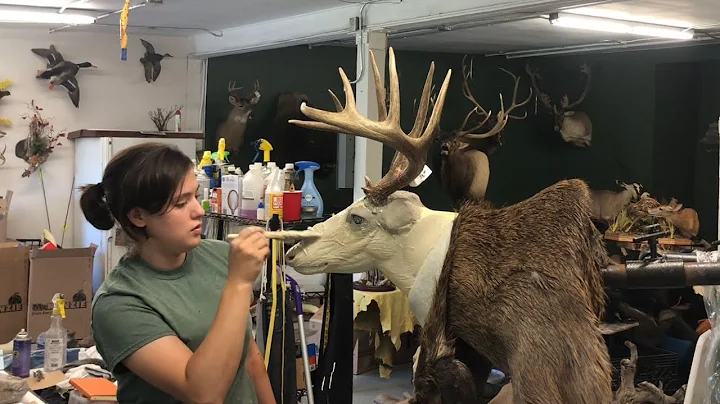 Taxidermy of Jills Deer
