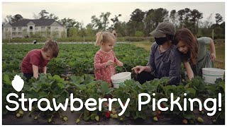 Strawberry Picking Day