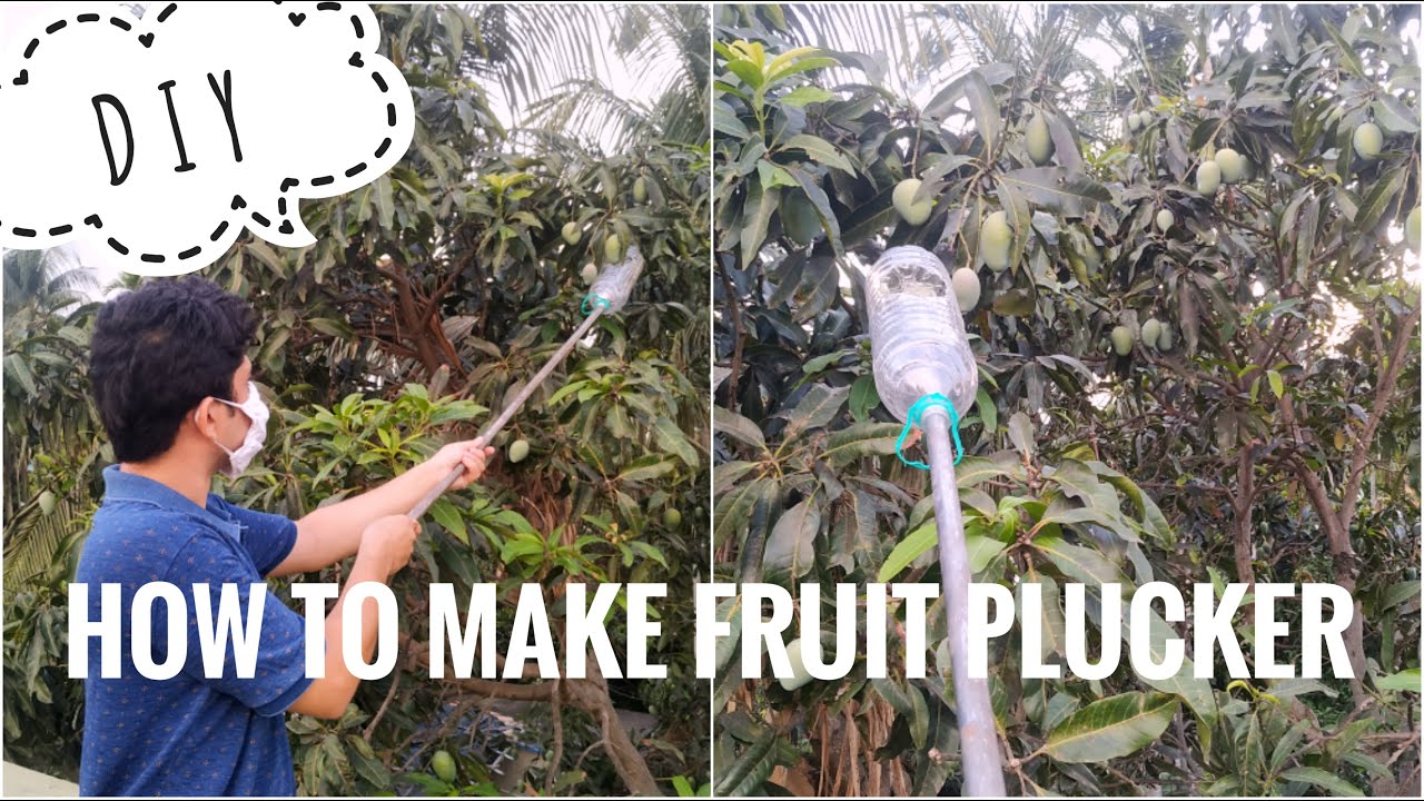 How To Make Fruit Picker Plucking Mango Ideas FRUIT PICKER D I Y