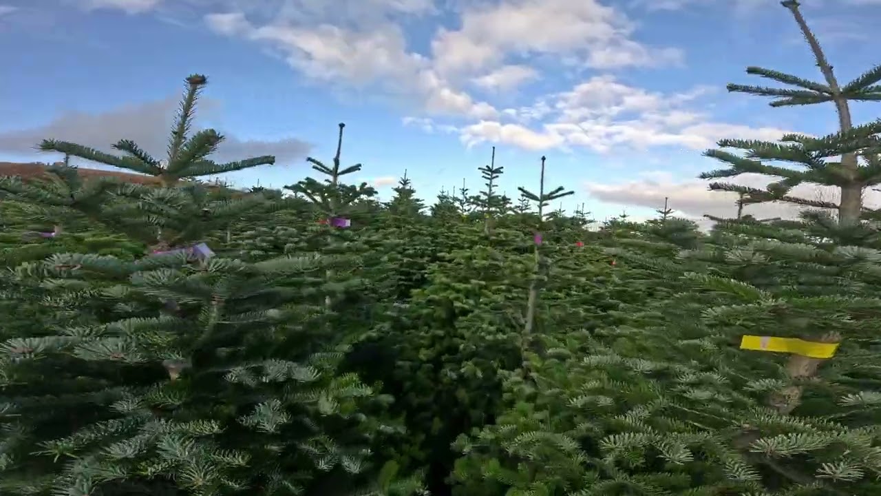 2025 Christmas Trees