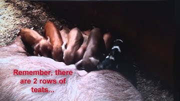 Pig Feeding frenzy...count the piggies ..if you can !!!