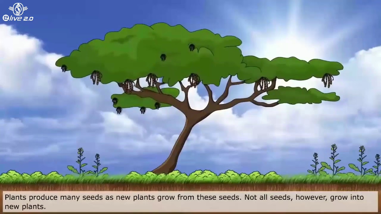Plant reproduction for class 5 YouTube