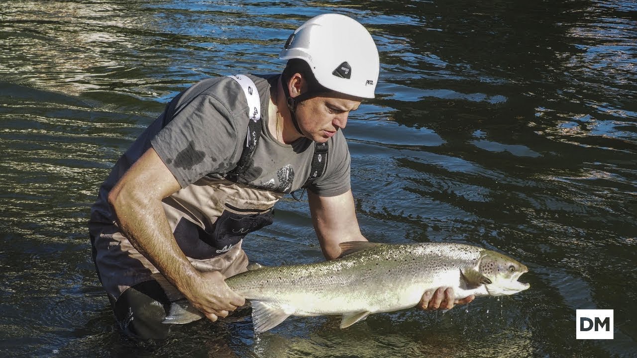El salmón remonta un año más los ríos de Cantabria