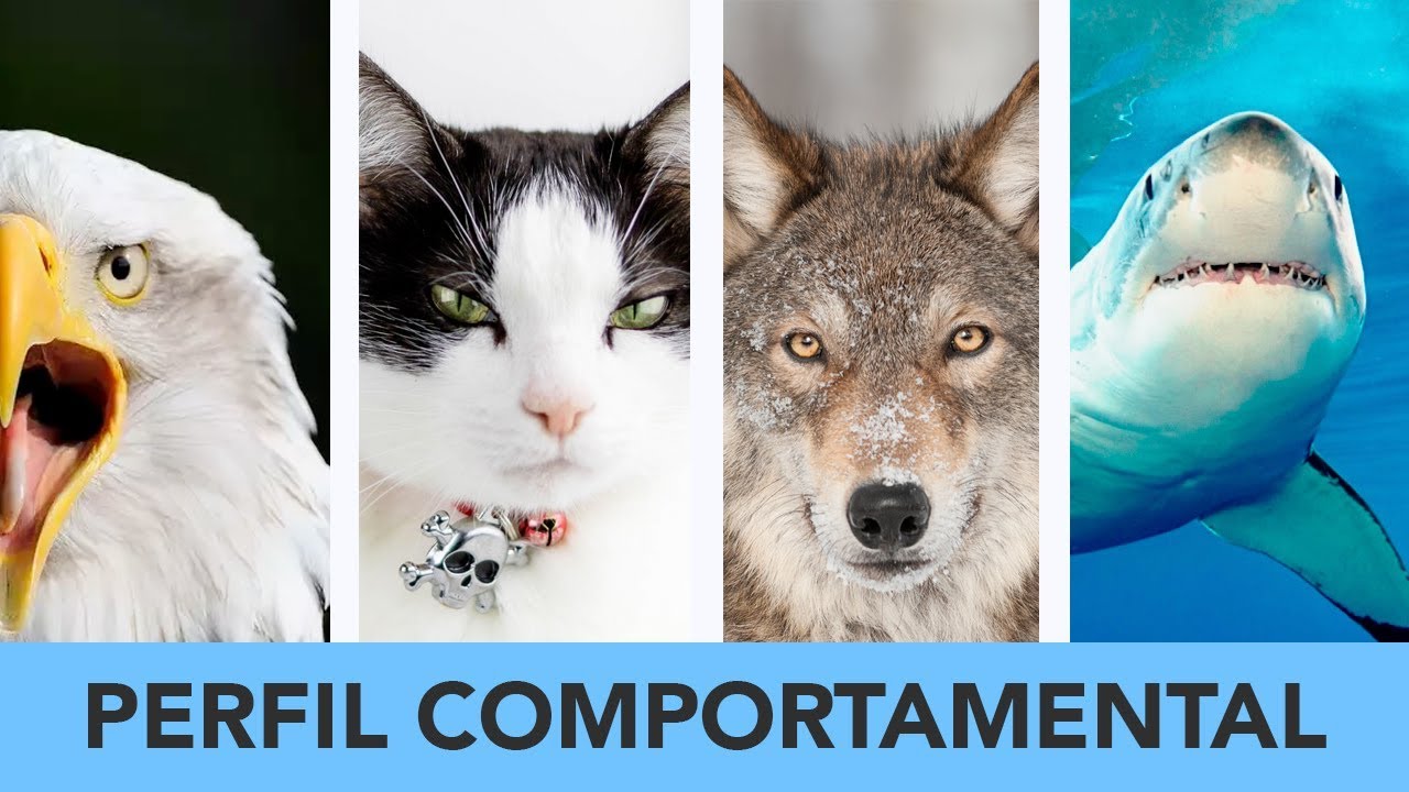 Como posicionar a sua marca pessoal através dos Perfis Comportamentais | Saulo Takahashi saulog olongapo