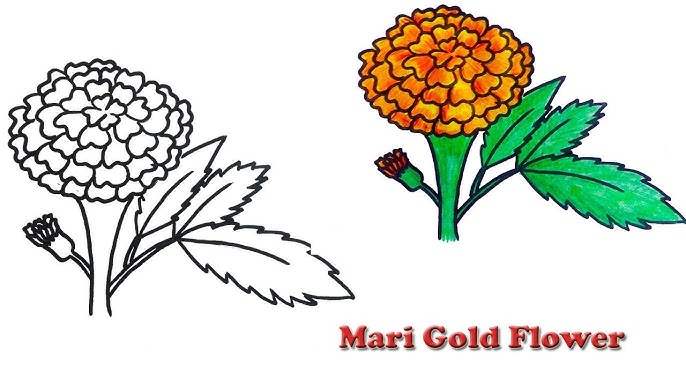 Marigold Flower Drawing Easy For Kids ~ Drawing