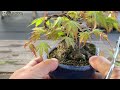 回し接ぎしてる山もみじの葉透かし【YMJ】 #盆栽 #bonsai