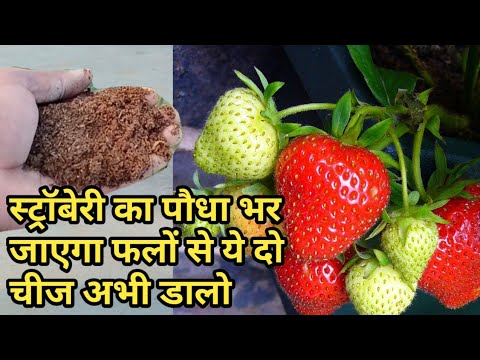 वीडियो: सर्दियों के लिए स्ट्रॉबेरी की फसल कैसे रखें