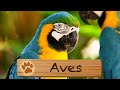 AVES - ANIMAL ENCOUNTERS (SUB ESPAÑOL)