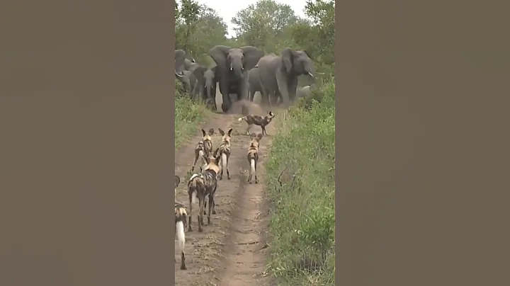 Wild dogs surrounded the herd of elephants, #wilddogs #elephant #dog #animals #iac