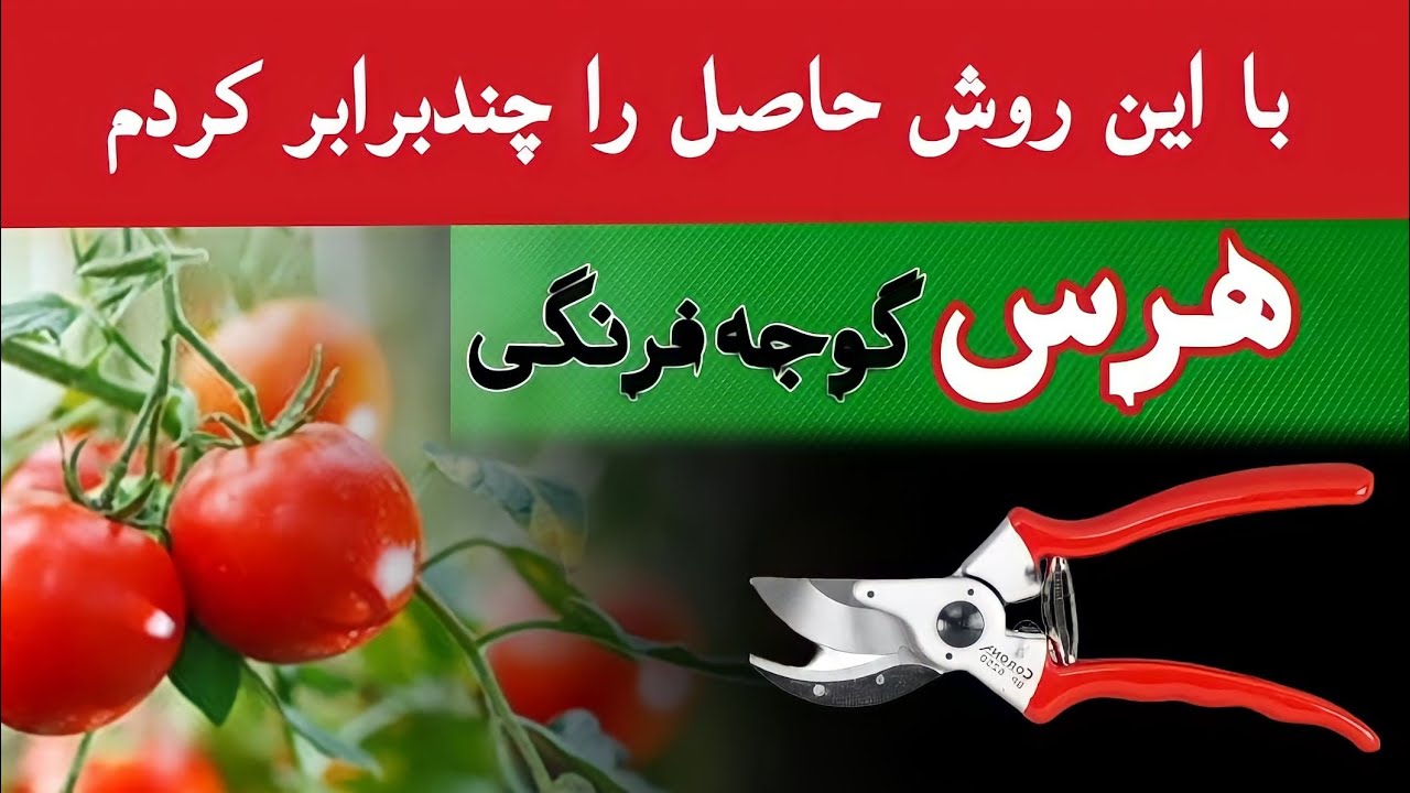 حتی یک بوته گوجه‌فرنگی هم داری این ویدئو را باید ببینی | تنیجه کار خیلی پرسود است