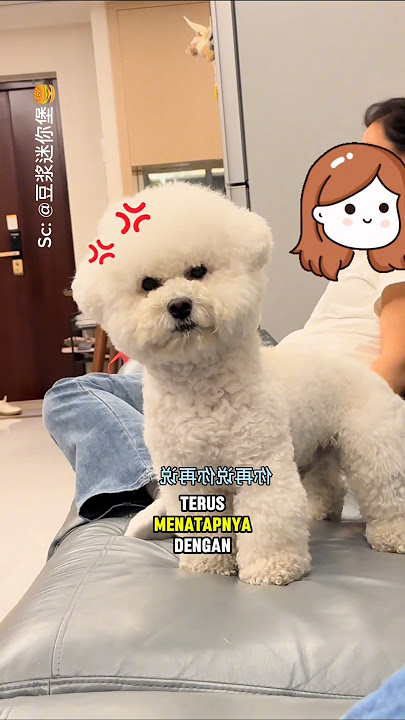 Anjing ini akan marah saat si pemilik mengadu ke ibunya soal kenakalannya