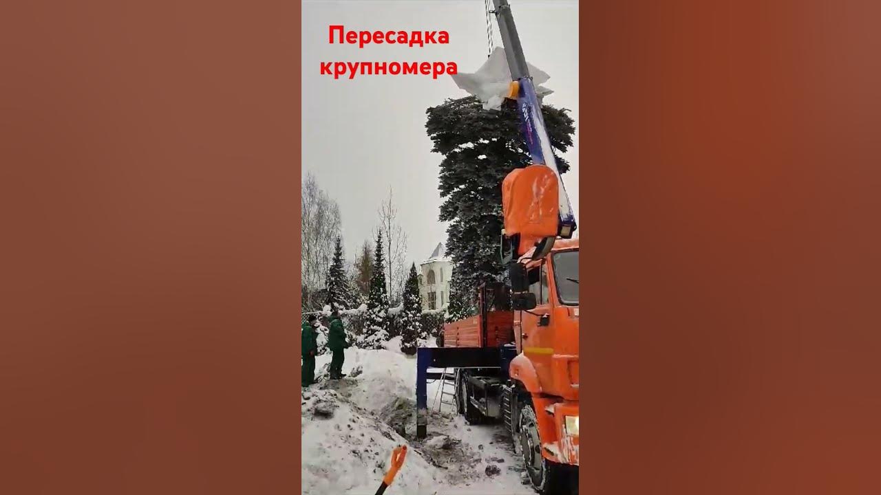 пересадка крупномера - YouTube