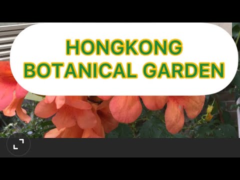 Video: Pagpapakita Ng Mga Orchid Sa Botanical Garden Ng St. Petersburg