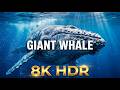 Majestic Whales in the Deep Ocean (8K HDR)| Calm &amp; Relaxing Underwater World#ocean #relax #sleep #8k