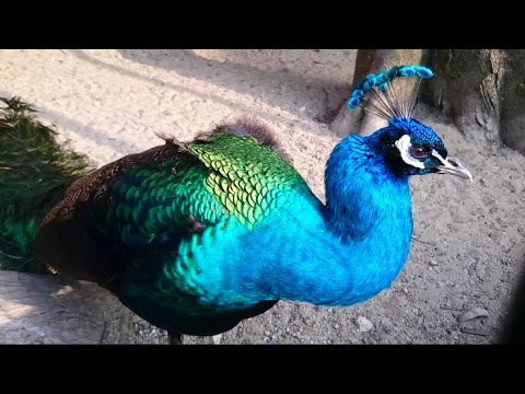 世界一綺麗な鳥 美しすぎる孔雀 Youtube