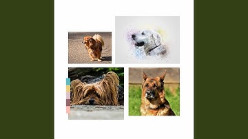 Understated Backdrops for Hyper Dogs