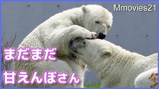 赤ちゃんの時と同じ行動をするリラ　Polar Bear mom & daughter