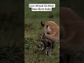 Lion Attack On Dear New Born Baby#lionattack#deerhunting #wildlife #jungleadventure #natgeo