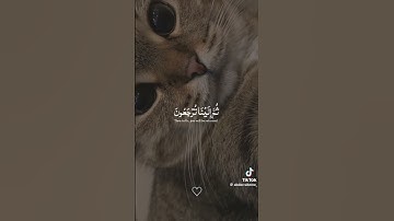 حالات واتس اب قرآن كريم| أكتب شئ تؤجر عليه 💜🌼| حالات واتس اب | القارئ عبد الرحمن مسعد