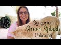 Syngonium Green Splash: what a Stunner!