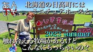 北海道の広大な自然の中で、ミニチュアホースに実際に触ったり、人参あげたりと、お顔を見ているだけで癒される体験をさせていただきましたが、「スキ」がある人は噛まれるので注意してくださいなぁー！