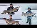 Большие щуки Ленинградской области/2021/Рыбалка на жерлицы.