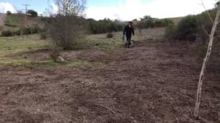 Bullybreeds Pitbulls Bulldogs Off Leash Training
