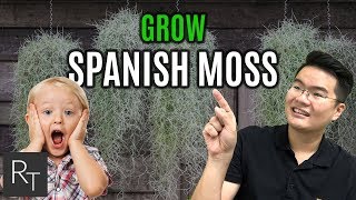 How To Grow Spanish Moss At Home