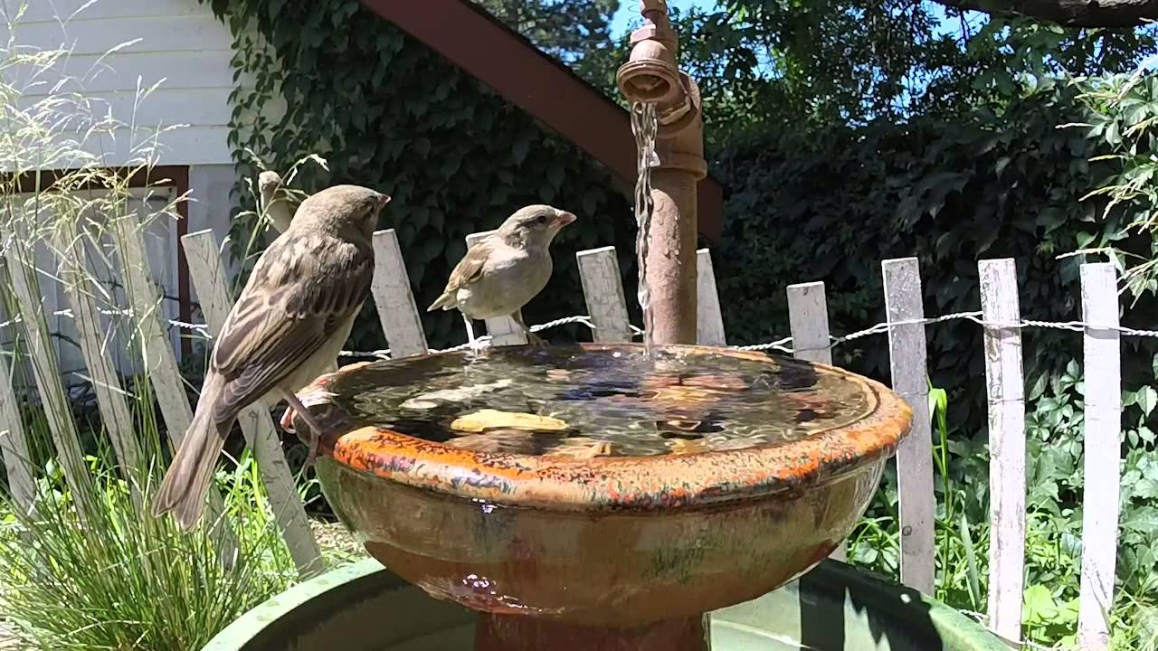 Bird Bath YouTube