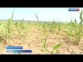 Ставропольские аграрии спасают урожай пшеницы искусственными осадками