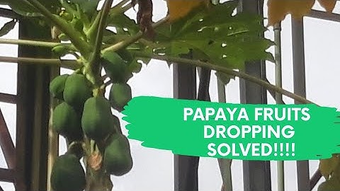 PAPAYA FRUITS DROP PROBLEM  SOLVED| Falling of Fruits  and Flowers In Papaya Or Pawpaw