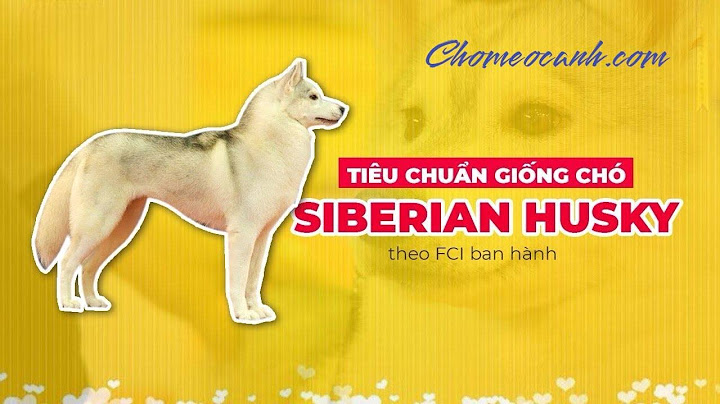 Chó husky trưởng thành nặng bao nhiêu kg năm 2024