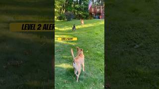 Level 2 Alert, 😎❤️❤️, Carolina dog, Taiwan dog, redbone coonhound, American dingo