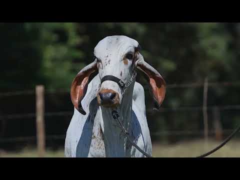 Lote 27 - AROY 889
