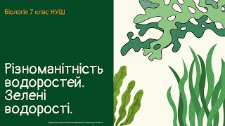 картинка: Біологія 7 клас НУШ Різноманітність водоростей  Зелені водорості