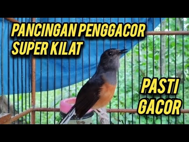 murai batu betina gacor memanggil jantan || PANCINGAN PENGGACOR MURAI SUPER KILAT PASTI GACOR class=