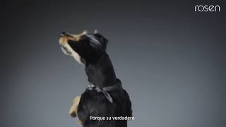 Mara border collie para rosen petitz by Mara Border Collie 145 views 2 years ago 31 seconds