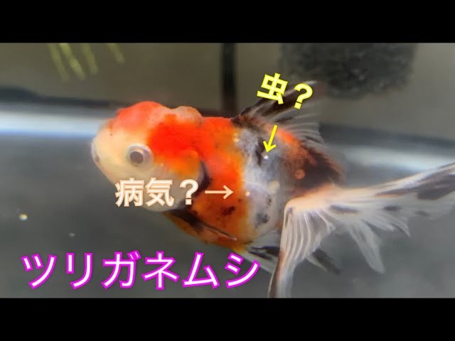 金魚 前に発生してしまったツリガネムシについて症状 対応 対策 Youtube