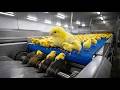 How World’s Biggest Chicken Mega Factory Works | Inside Millions Processed Daily 🏭🐣⚙️
