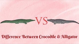 Crocodile Vs Alligator... Which one is more aggressive to human?