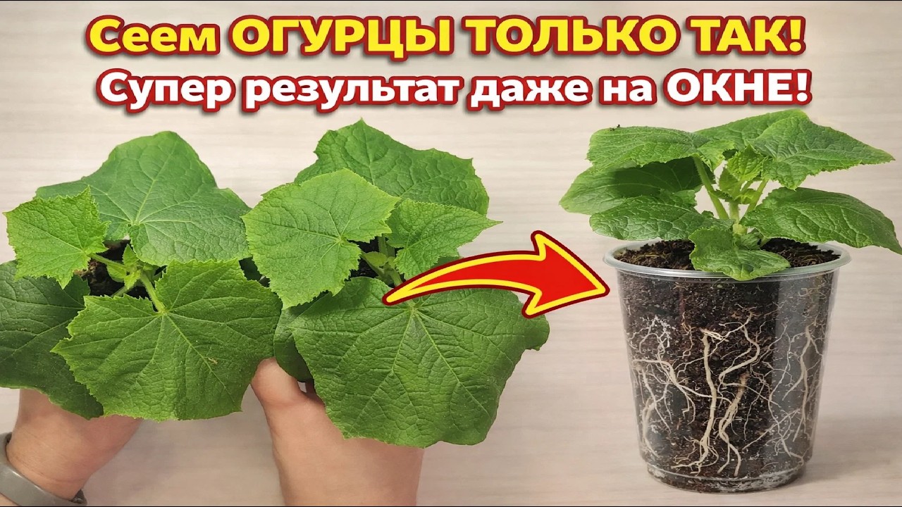 Сеем ОГУРЦЫ на РАССАДУ ТОЛЬКО ТАК! Потрясающий результат!