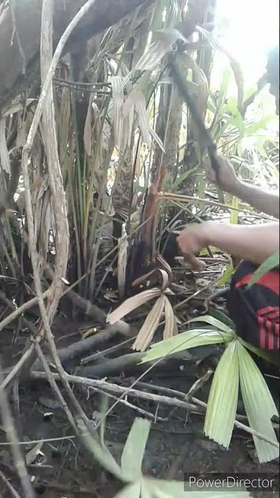 awas tersesat di tengah hutan #shorts #imbaslot #ngebolang