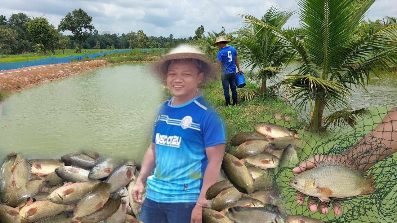 ปลาหมอลูกผสม...เลี้ยงง่าย โตไว ตัวใหญ่ เนื้อเเน่น พันธุ์ดี เป็นที่ต้องการของตลาด