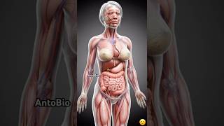 The Female Body: Organs of Life in Action 🌸 #anatomy #biology #reproductivehealth #female