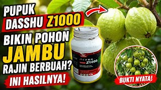 Does Dasshu Z1000 Fertilizer Make Guava Trees Bear More Fruit? Here Are the Results!
